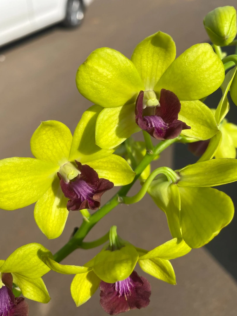 金童秋石斛盆栽室内好养花期长花卉新手易活原本带花带花苞兰花