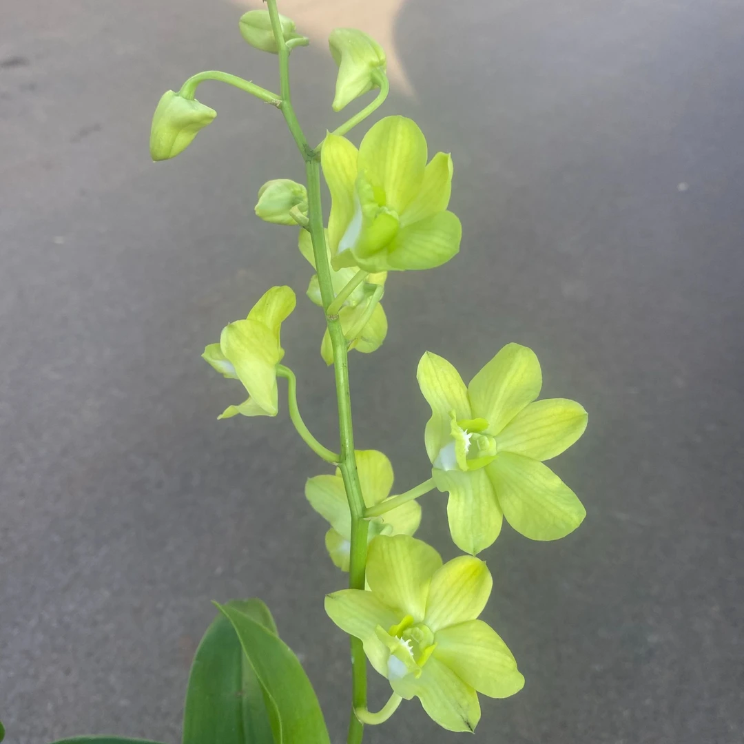 纯绿石斛兰盆栽多年生室内外兰花花卉阳台客厅庭院好养绿色石斛花