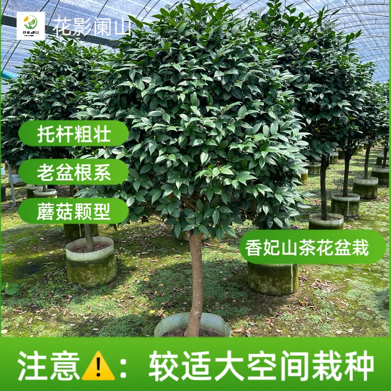 大山茶花树盆栽粉色香妃茶品种庭院栽种精选脱杆造型茶花树苗盆栽