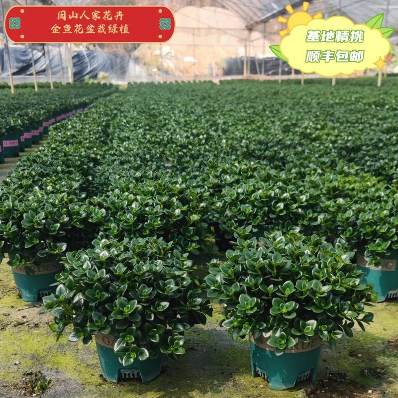 金鱼花盆栽好活耐养室内喜干盆栽花植物绿色春季优选秋季叶片翠绿