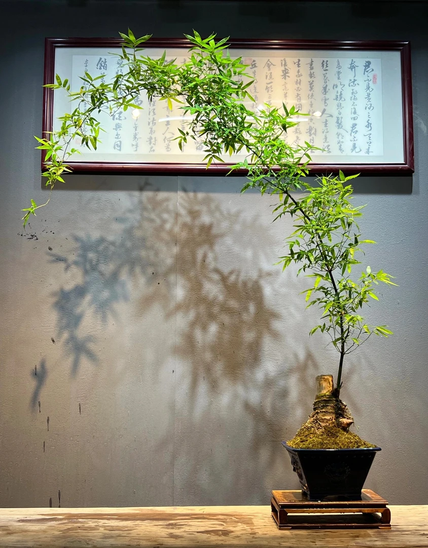 小叶簕竹根苗簕竹桩办公室簕竹盆景桌面绿植竹子盆栽室内花园