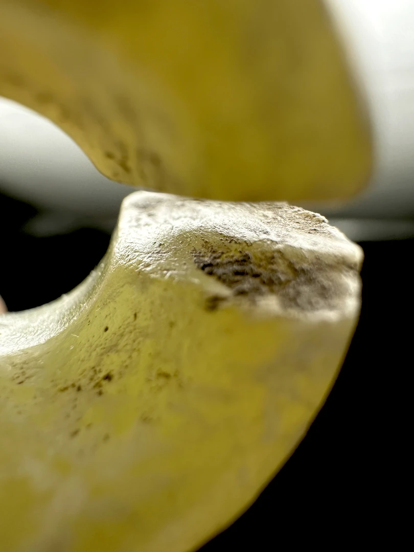 红山玉珏、皮壳玉种非常漂亮