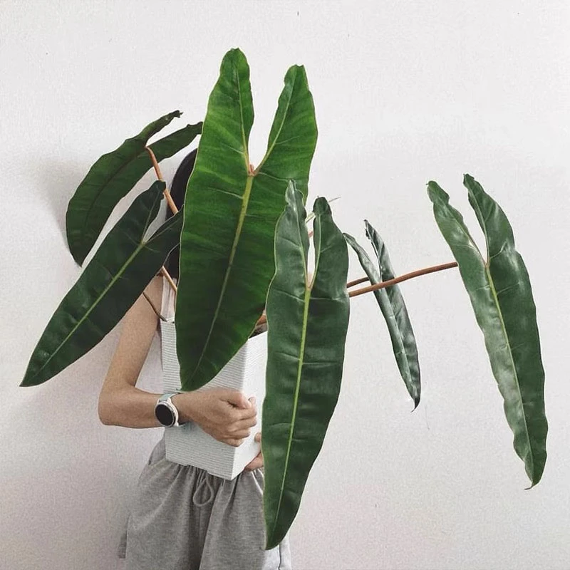 【宠粉福利】【蔓绿绒】橙柄蔓绿绒  幽灵飞机观叶植物盆栽阳台室内