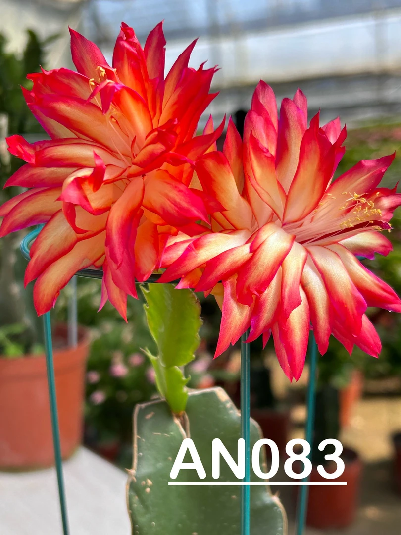 蟹爪兰 嫁接 重瓣复色大花 an083（带花苞）