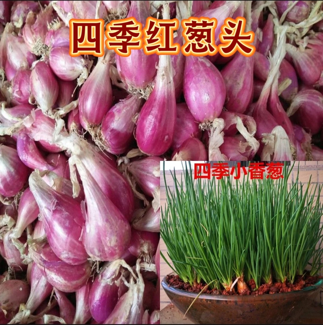 小香葱新鲜红葱头小葱头火葱头葱油酥小香葱头红葱头