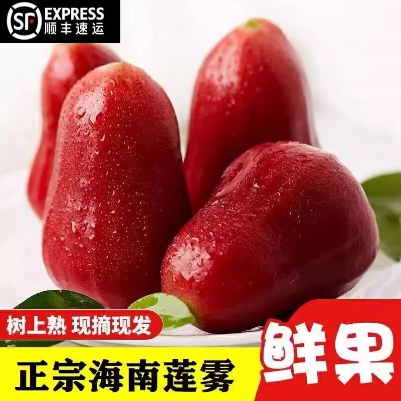 海南三亚黑金刚莲雾精选树上熟大果新鲜应季热带水果精品生态饱满