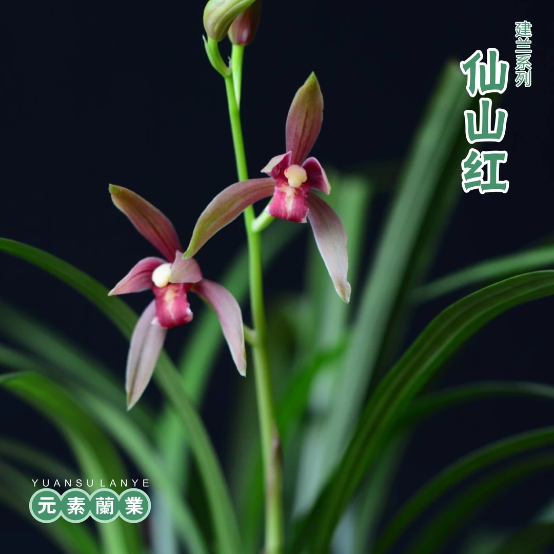 【仙山红】—元素推荐建兰八大红花自然栽培种植家庭养兰基地直发