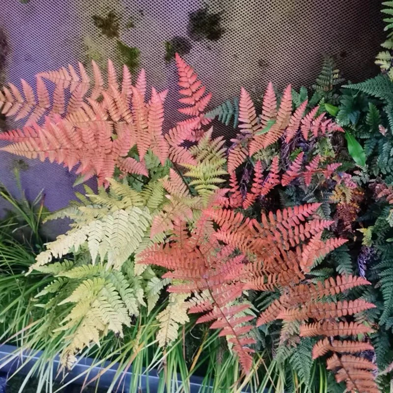 彩虹蕨红盖鳞毛蕨室内盆栽庭院花园观叶植物假山鱼池配景耐寒好养