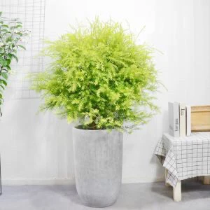 黄金香柳树苗花镜植物庭院花园多年生木本植物四季青黄金香柳盆栽
