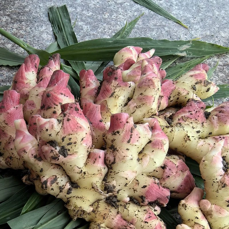 云南贵州小黄姜新鲜红芽嫩姜芽现挖红芽仔姜土特产当季新鲜小黄姜