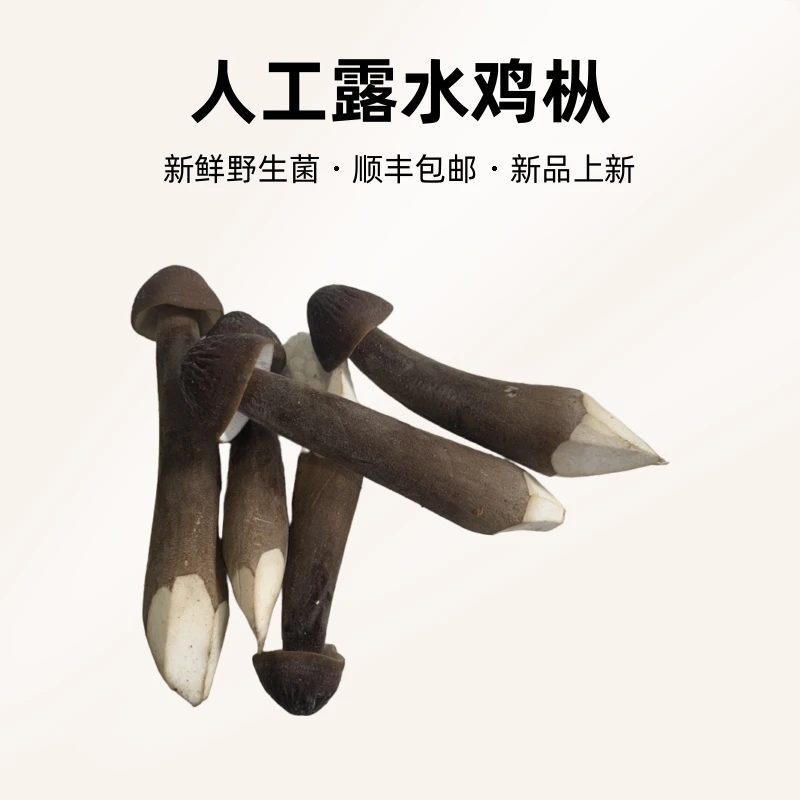 2024云南野生菌新鲜农产品人工露水鸡枞黑皮小鸡枞顺丰包邮1斤2斤