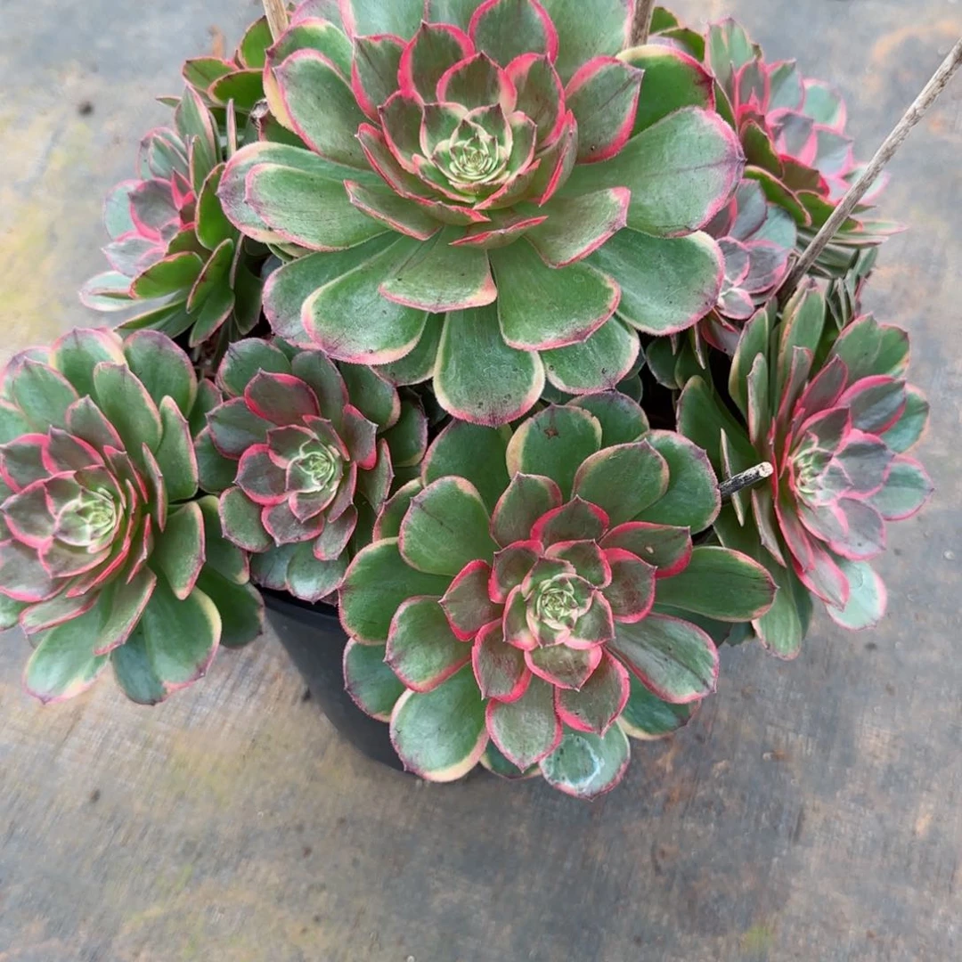 ╰****?粉花妖手捧脱土发货