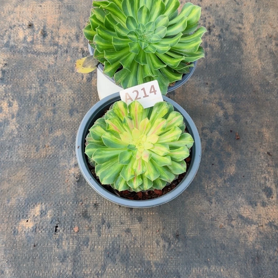 都**客214知否两棵带盆发货