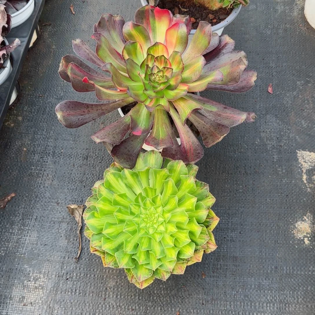 赞花蝴蝶知否脱土发货