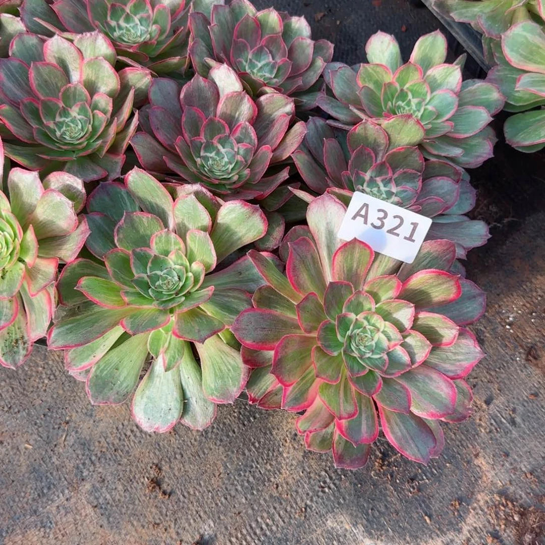 菊**奶321莲花座10棵穴盘苗