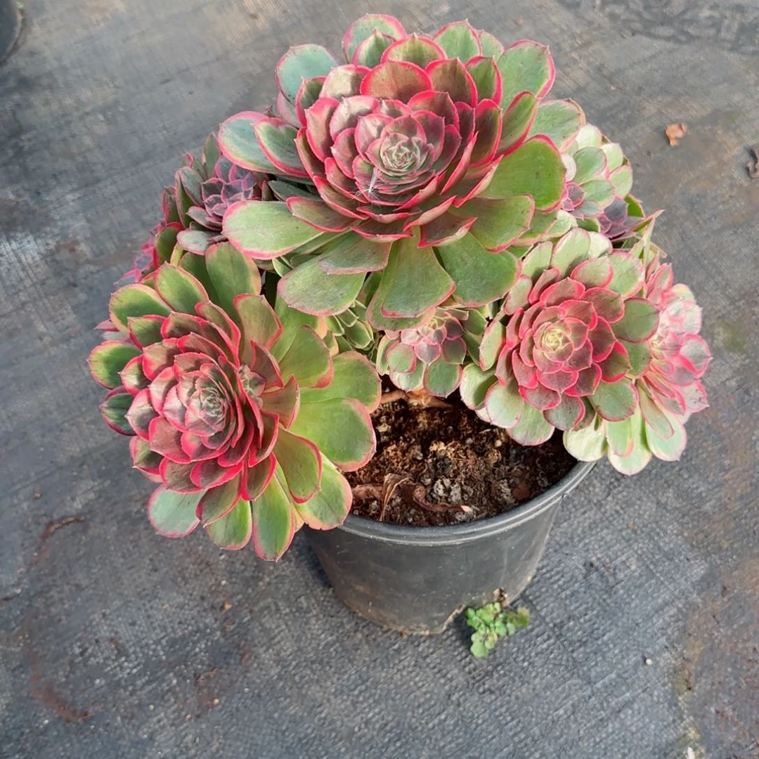 简*菊粉花妖发货不售后