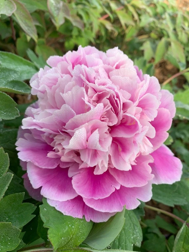 万叠云峰复色牡丹大花重瓣观赏大苗树苗庭院盆栽花卉基地直发