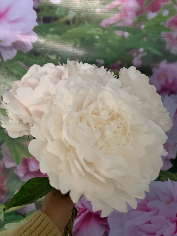 杨妃出浴芍药菏泽基地5支顺丰包邮