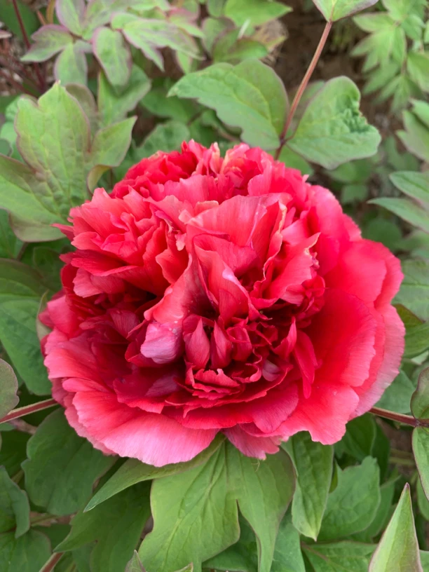 自选优质指定牡丹