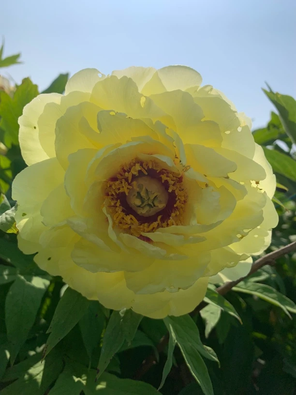 黄冠黄色牡丹大花