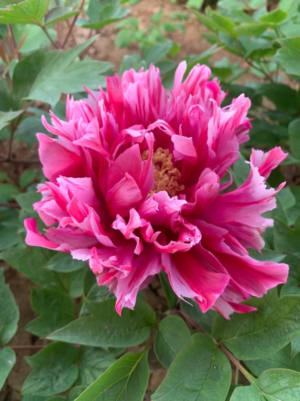 藤锦进口复色牡丹大花重瓣观赏大苗树苗庭院盆栽菏泽基地直发