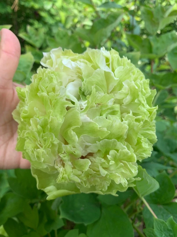 绿牡丹绿洲蚕丝春柳豆绿绿幕五月雪绿香球珠峰绿波娇容三变绿玉