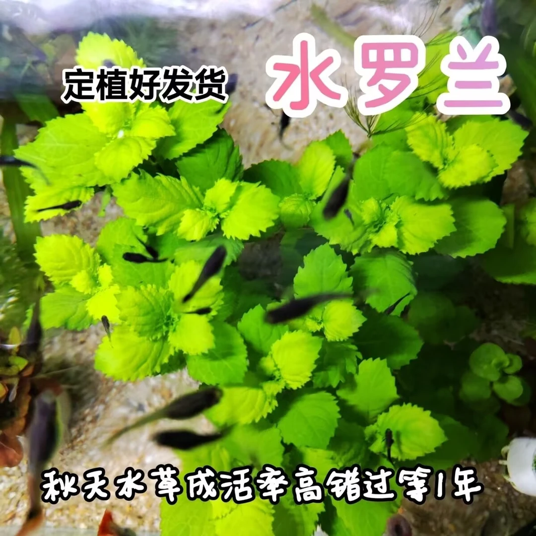 水罗兰水草淡水增氧绿色阴性中后景好养耐活不用碳适合新手入门级