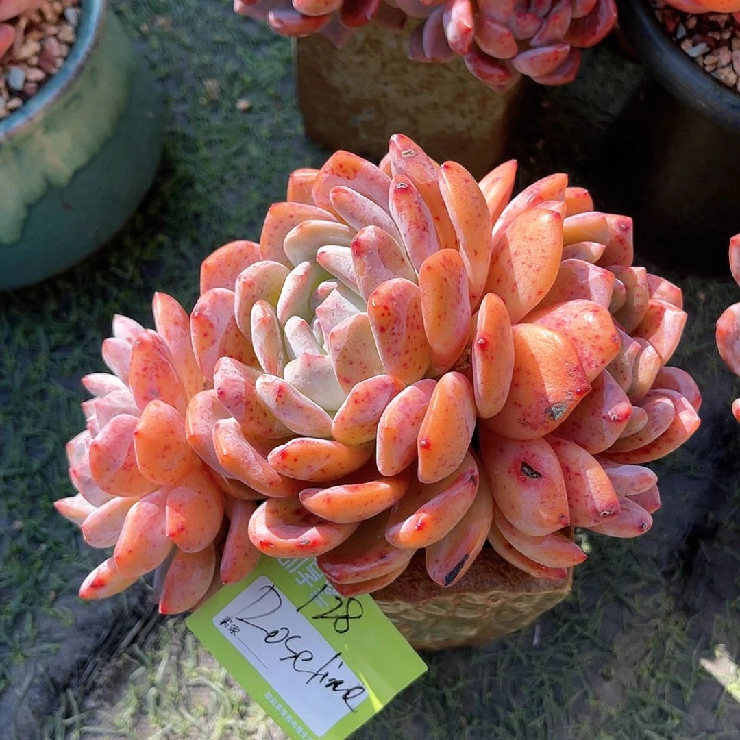 ?****e橙梦露三头一颗带盆