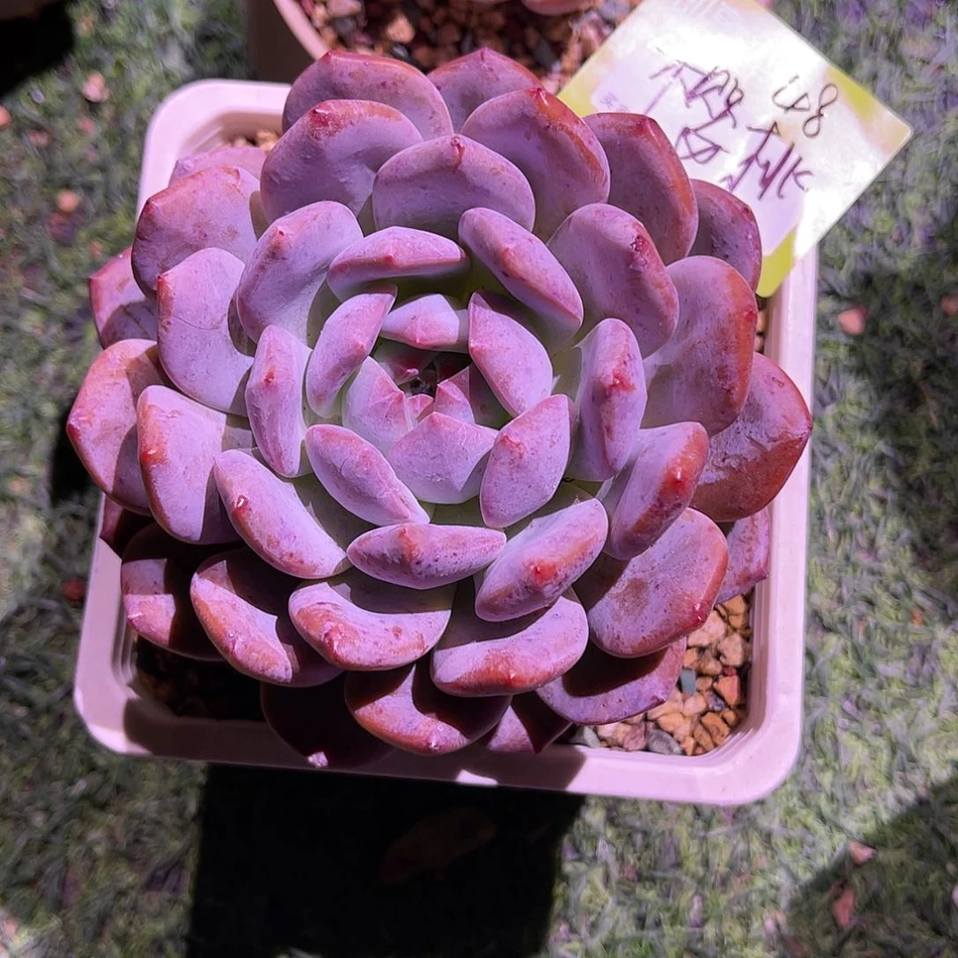 樱*橙梦露大单头一颗