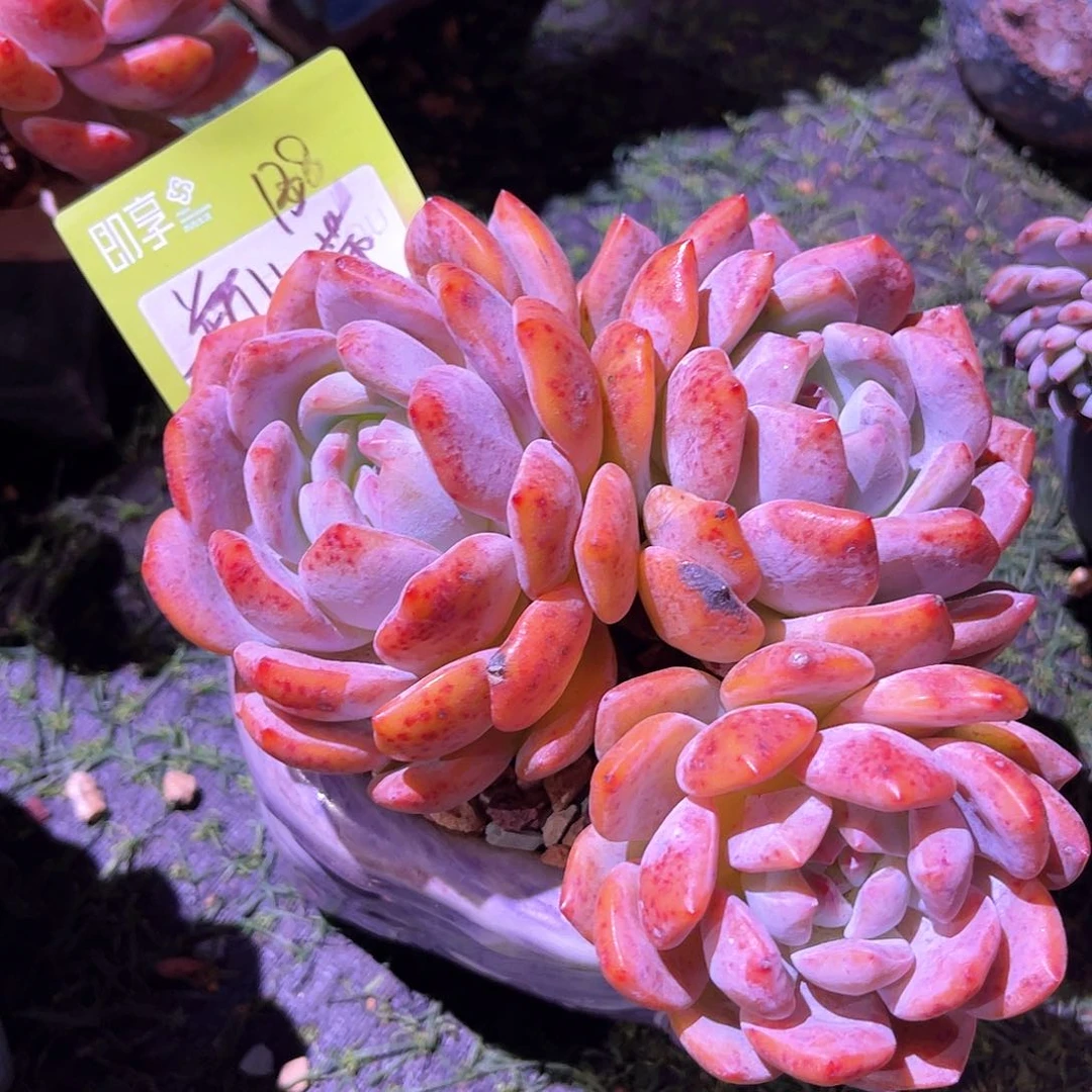 瓶***〰橙梦露带盆