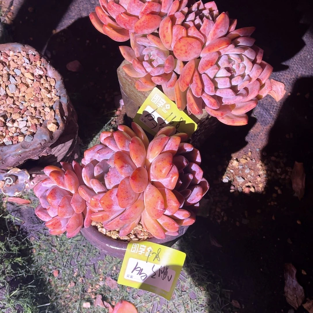 多*多橙梦露群生两颗脱土