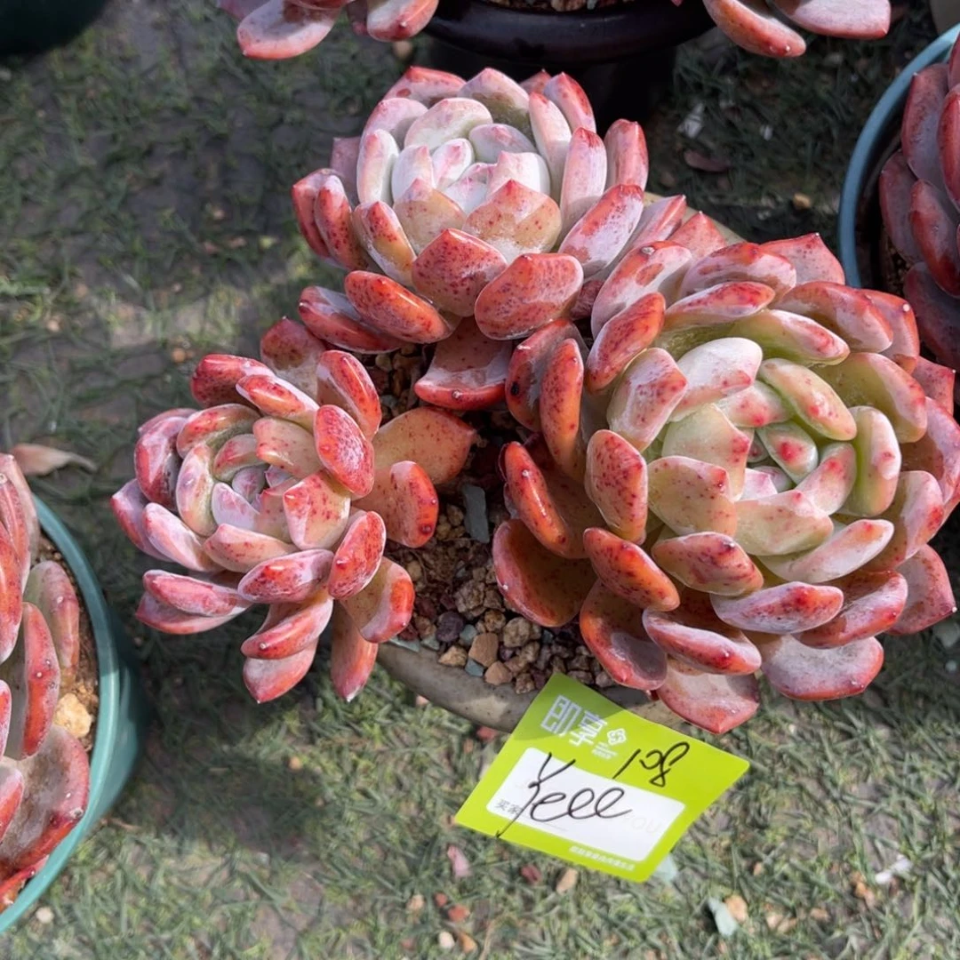 ?****橙梦露群生一颗