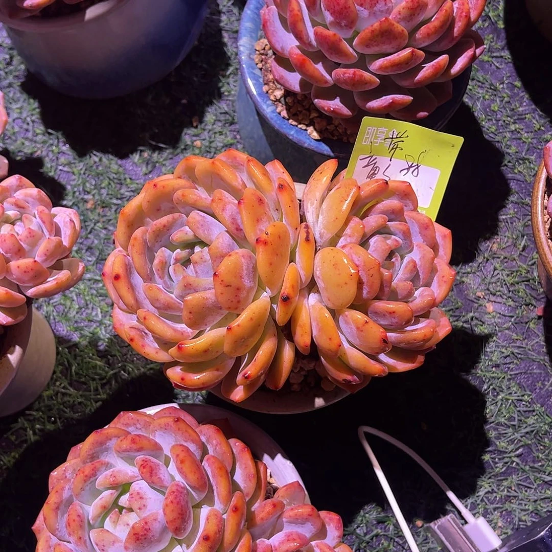 童*橙梦露双头群生带盆