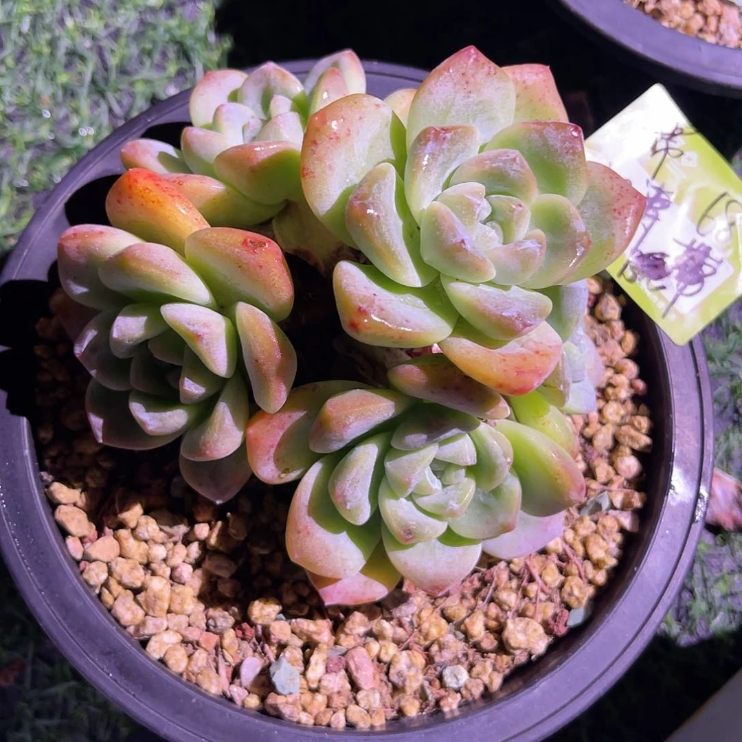 m****涛冰玉群生一颗带盆