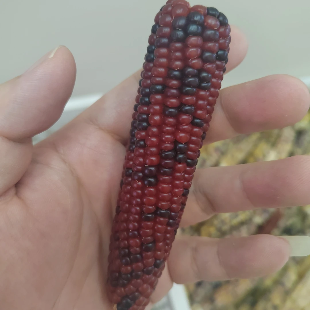 文玩玉米，非直播间请勿拍