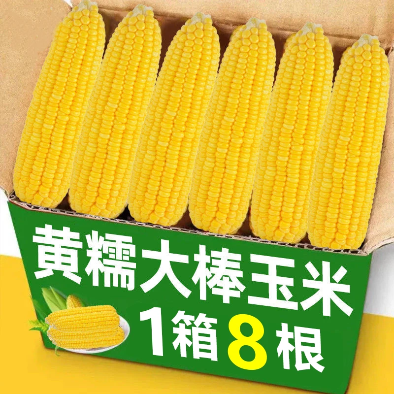 15.9//8根】山西黄甜糯玉米棒新鲜粘玉米加热即食独立包装粗粮代餐