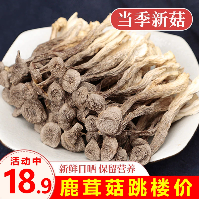 半价抢一罐】新货鹿茸菇西藏特产新鲜菌菇煲汤炒菜食材香嫩爽滑