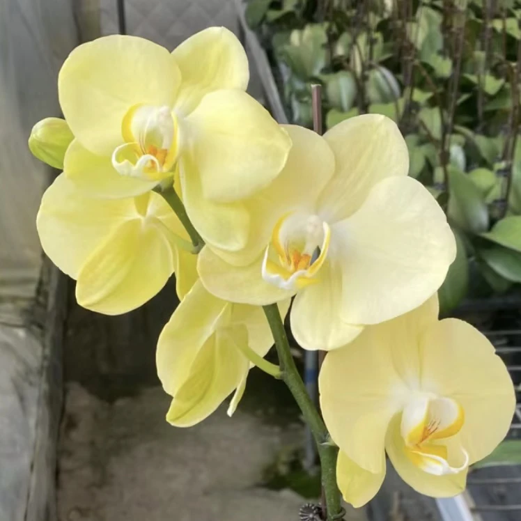 蝴蝶兰：青睐 3寸 开花株