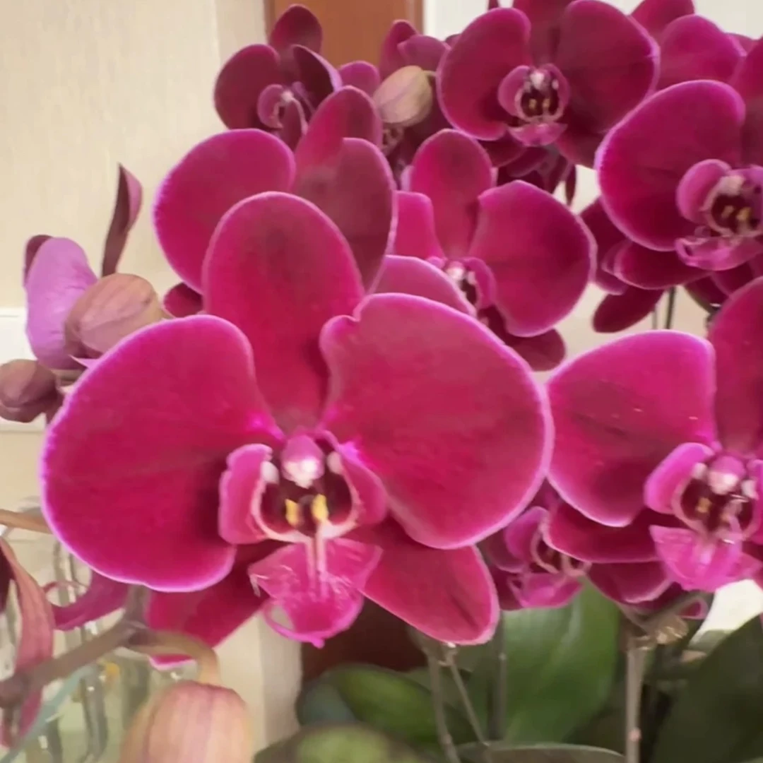 蝴蝶兰：牛记黑脸 3.5寸 仅是苗