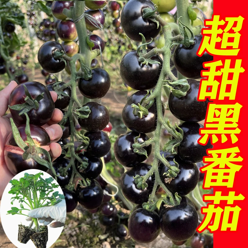黑番茄苗子紫黑番茄种子西红柿种籽水果家庭菜园春季盆栽蔬菜籽