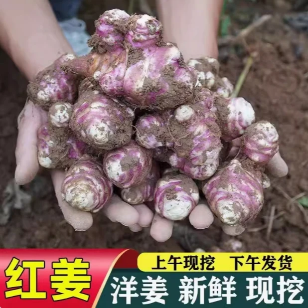 红皮洋姜新鲜现挖红皮洋姜鬼子姜不辣农家腌制酱菜泡菜咸菜