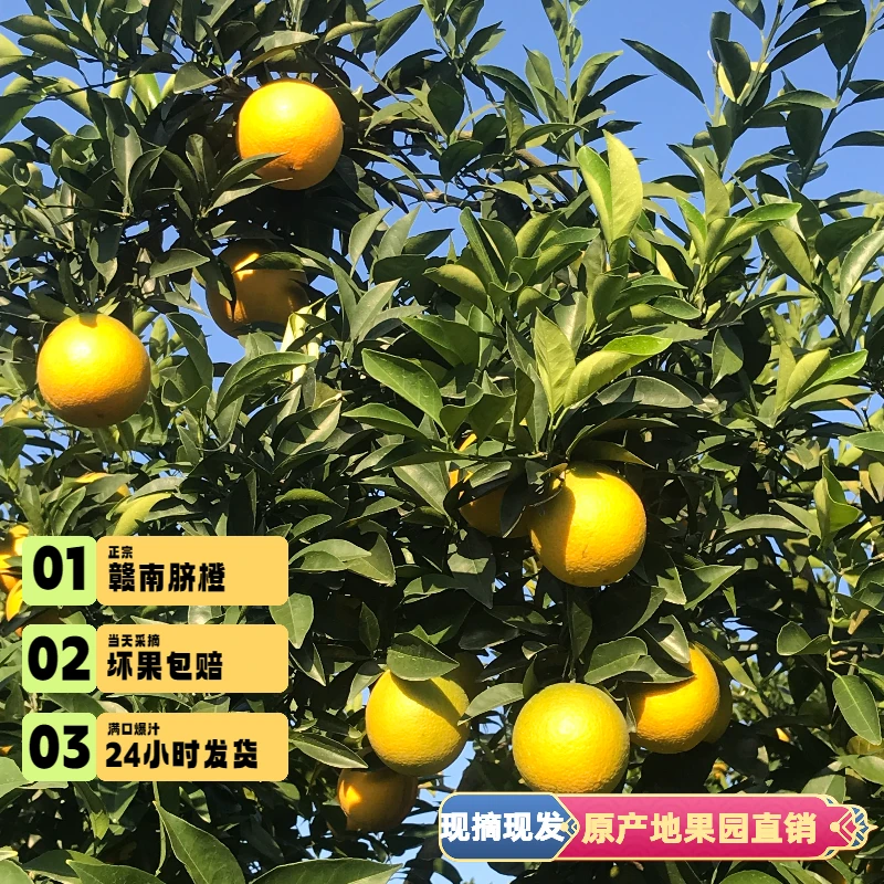 正宗赣南脐橙新鲜水果江西赣州冰糖橙子赣南冰糖橙脐橙江西果冻橙