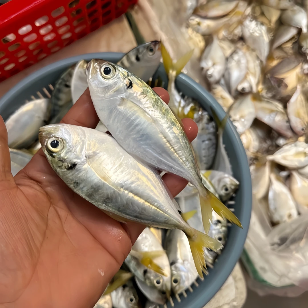 湛江本港海捕新鲜结尾鱼 一斤27-30条左右 （肚子易破介意勿拍）