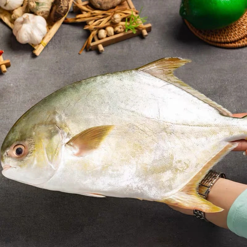 广东湛江天然海鲜金鲳鱼  帮杀20%损耗