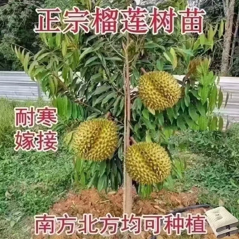 榴莲树果苗南北方种金枕榴莲正宗云南嫁接猫山王矮化盆栽苗