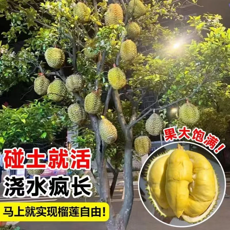 榴莲正宗嫁接榴莲树果苗南北方种金枕榴莲猫山王矮化盆栽苗