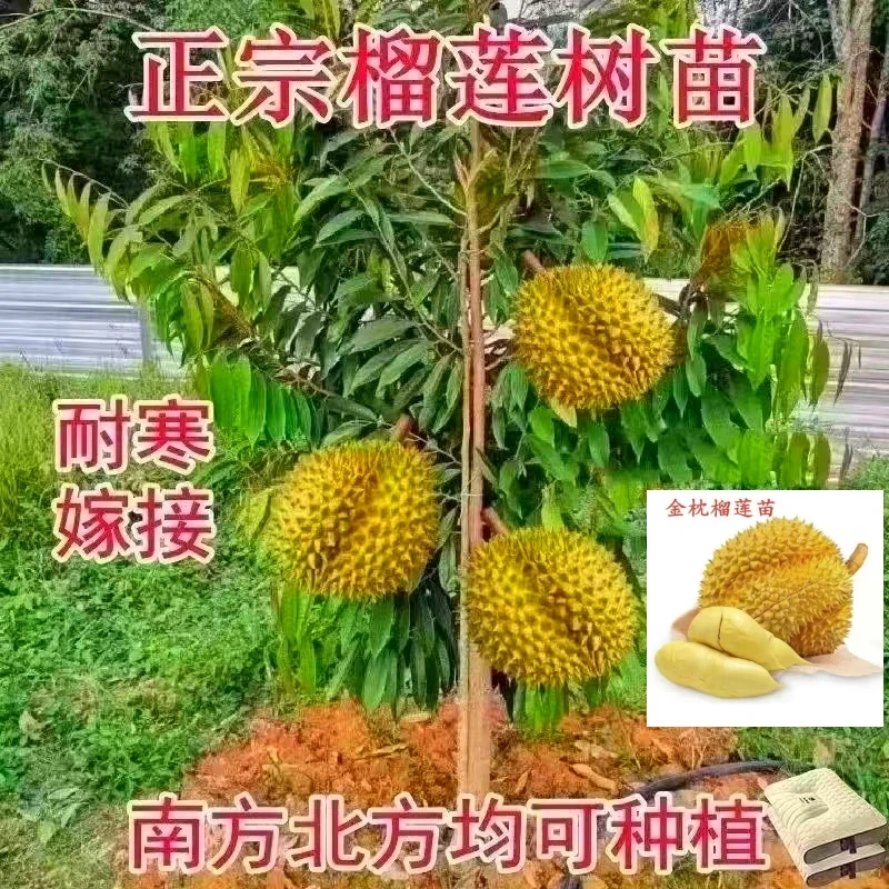 榴莲树果苗南北方种金枕榴莲正宗云南猫山王矮化盆栽苗