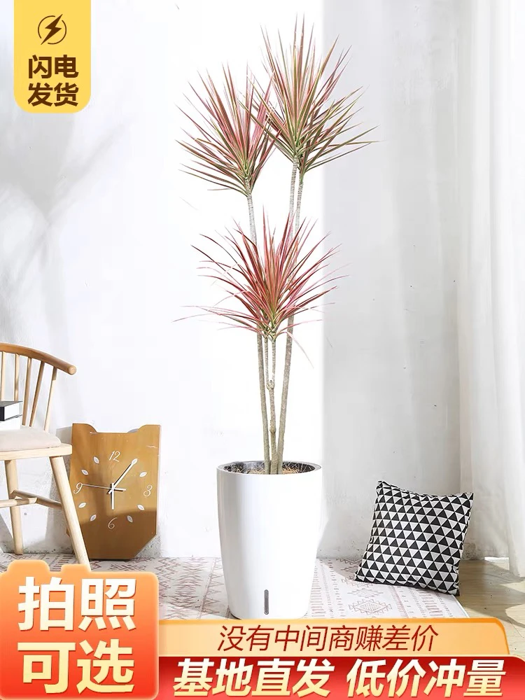 千年木盆栽龙血树马尾铁北欧客厅室内大型绿植吸甲醛老桩净化空气