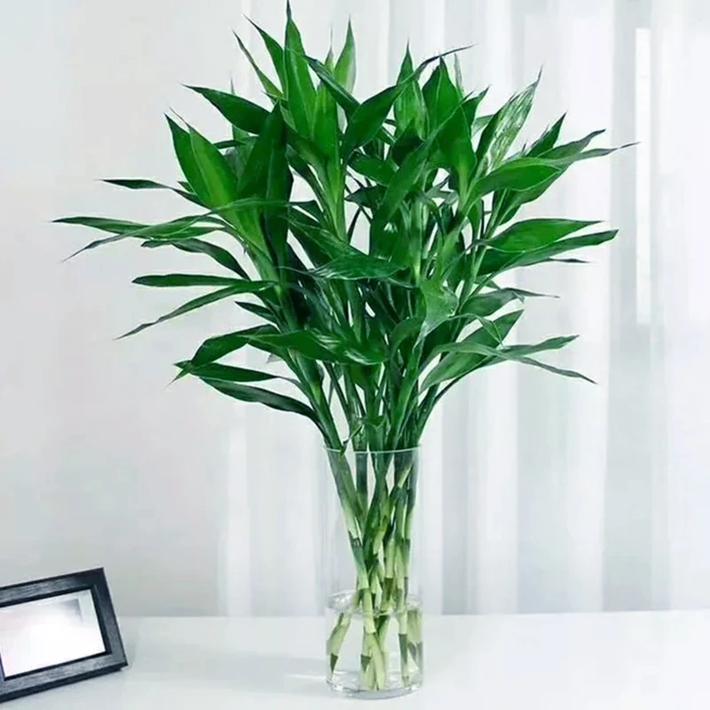 新【10根】绿色富贵竹水培植物绿植室内竹子花客厅水养叶片螺纹夏季