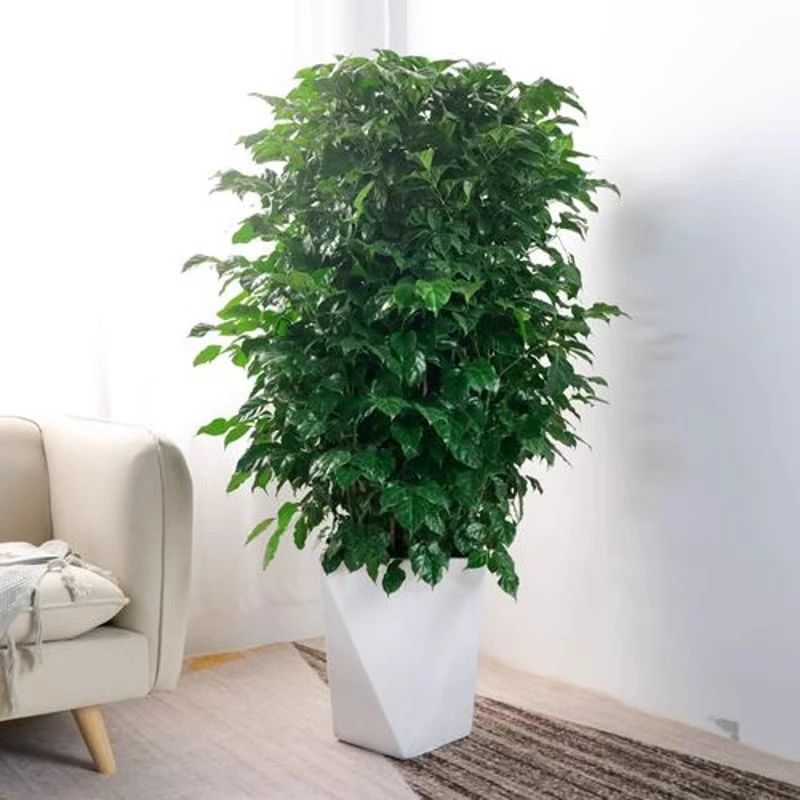 【80cm~1米】丛生幸福树盆栽植物好养盆景净化空气吸甲醛桌面绿植